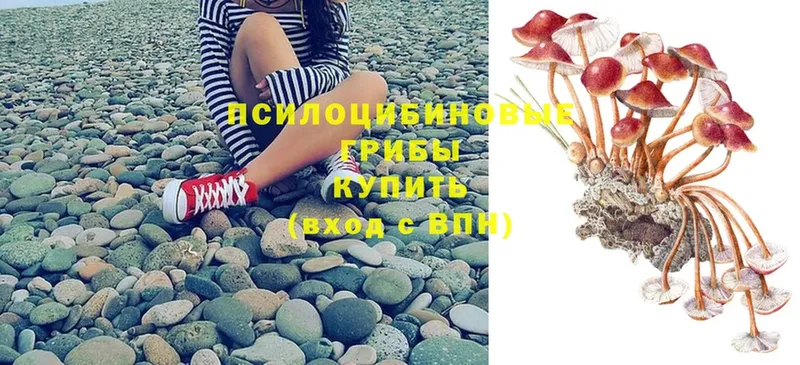 Псилоцибиновые грибы Cubensis  купить  сайты  Горно-Алтайск 